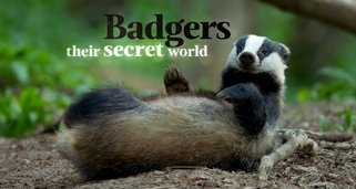 Das geheime Leben der Dachse