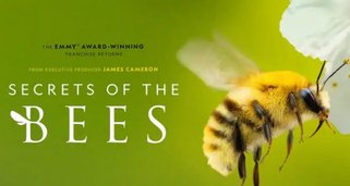 Die geheimnisvolle Welt der Bienen Die geheimnisvolle Welt der Bienen