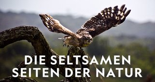 Die seltsamen Seiten der Natur