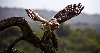 Die seltsamen Seiten der Natur