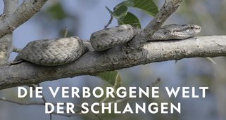 Die verborgene Welt der Schlangen
