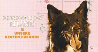 Faszination Hund – Unsere besten Freunde