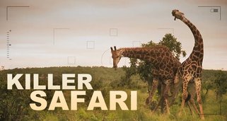 Killer Safari