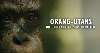 Orang-Utans – Borneos Waldmenschen