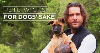 Pete Wicks – Aus Liebe zu Hunden