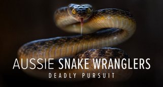 Snake Security – Schlangenjagd in Australien Snake Security – Schlangenjagd in Australien