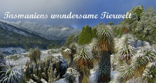 Tasmaniens wundersame Tierwelt