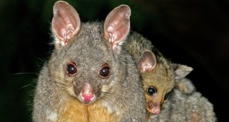 Tierbabys Down Under – Kleine Wunder der Wildnis