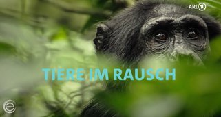 Tiere im Rausch
