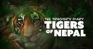 Tracker Diaries – Die Tiger von Nepal