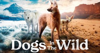 Wildhunde: Jäger zwischen den Welten