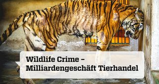 Wildlife Crime – Milliardengeschäft Tierhandel