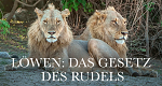 Löwen: Das Gesetz des Rudels (ZA, 2025 – )