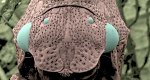 Mini-Monster in Amazonien