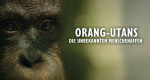 Orang-Utans - Borneos Waldmenschen