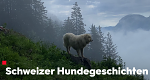 Schweizer Hundegeschichten