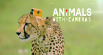 Tiere hinter der Kamera