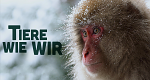 Tiere wie wir (GB, 2023 – )