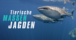 Tierische Massenjagden (AUS, 2022 – )