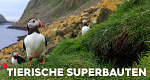 Tierische Superbauten