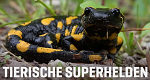Tierische Superhelden