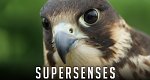 Tierische Wahrnehmung