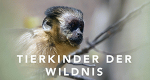 Tierkinder der Wildnis