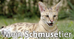 Mein Schmusetier