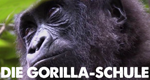 Die Gorilla-Schule