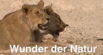 Wunder der Natur