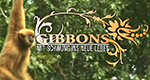 Gibbons - Mit Schwung ins neue Leben