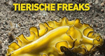 Verrückte Tierwelt