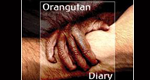 Das Tagebuch der Orang-Utans