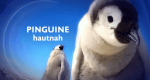 Pinguine hautnah