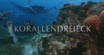 Das Korallendreieck