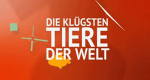 Die klügsten Tiere der Welt