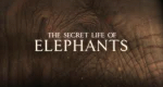 Das geheime Leben der Elefanten (GB, 2009 – )