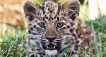 Baby Boom - Tierischer Nachwuchs