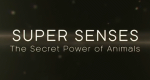 Sehen, Hören, Riechen - Die unglaublichen Sinne der Tiere (GB, 2014 – )
