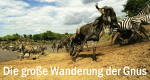 Die große Wanderung der Gnus