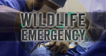 Wilde Tiere im OP