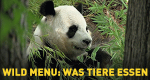 Wild Menu: Was Tiere essen
