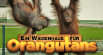 Ein Waisenhaus für Orang-Utans (GB, 2014 – )