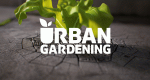 Urban Gardening (CH, 2015 – )