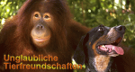Unglaubliche Tierfreundschaften