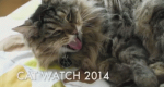 Die Welt der Katzen