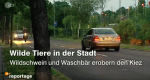Wilde Tiere vor der Haustür