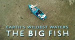 The Big Catch