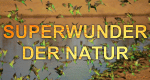 Superwunder der Natur