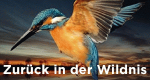 Zurück in der Wildnis (NL, 2015 – )